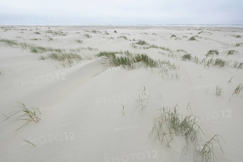 Foredunes at a beach