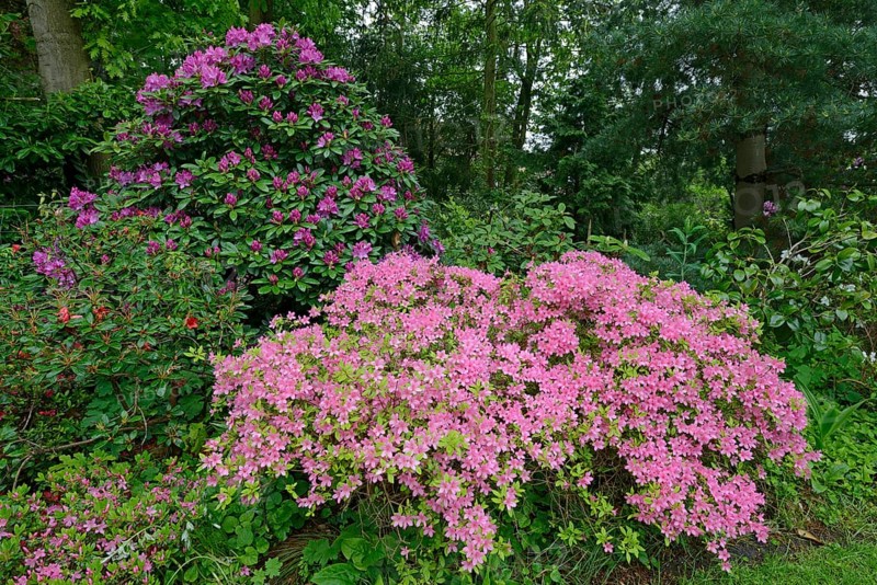Blooming Rhododendrons (Rhododendron)