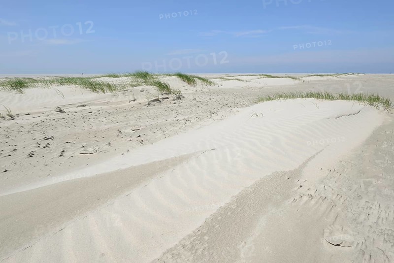 Foredunes at a beach