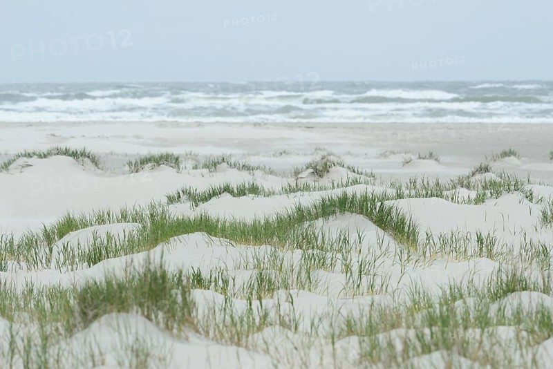 Foredunes at a beach