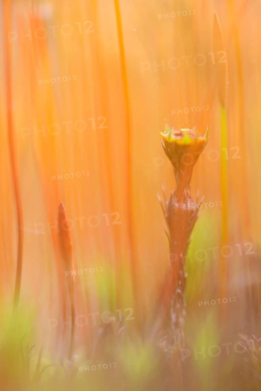 Sporangium of Bank Haircap Moss (Polytrichum formosum)