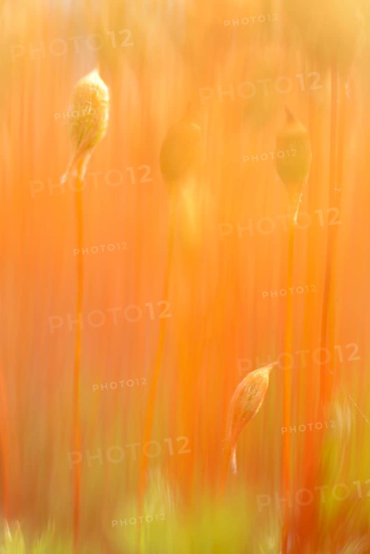 Bank Haircap Moss (Polytrichum formosum)
