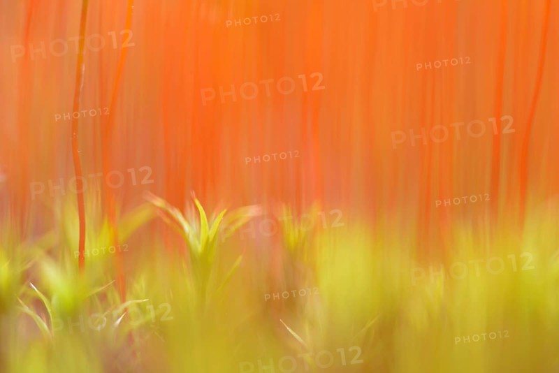Bank Haircap Moss (Polytrichum formosum)