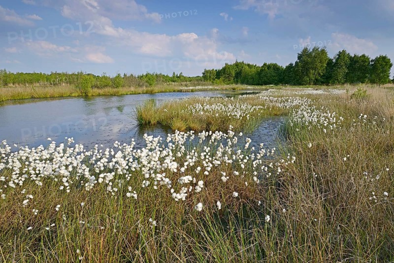 Common Cottongrass or Common Cottonsedge (Eriophorum angustifolium) in a bog