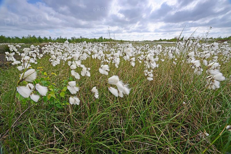 Common Cottongrass or Common Cottonsedge (Eriophorum angustifolium) in a bog