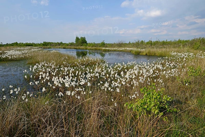 Common Cottongrass or Common Cottonsedge (Eriophorum angustifolium) in a bog