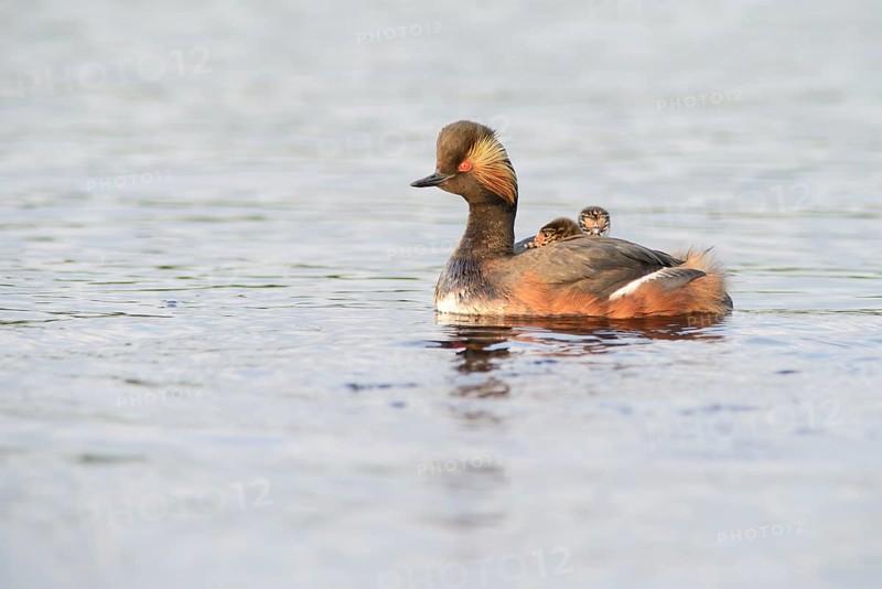 Black-necked Grebe (Podiceps nigricollis) with chicks