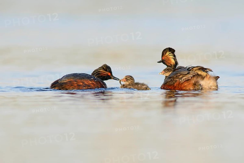 Black-necked Grebes (Podiceps nigricollis) with chicks