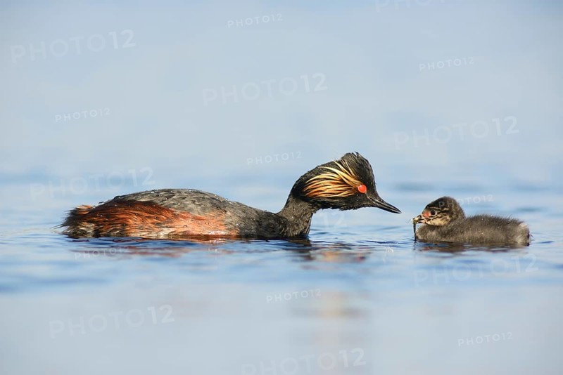 Black-necked Grebe (Podiceps nigricollis) with a chick