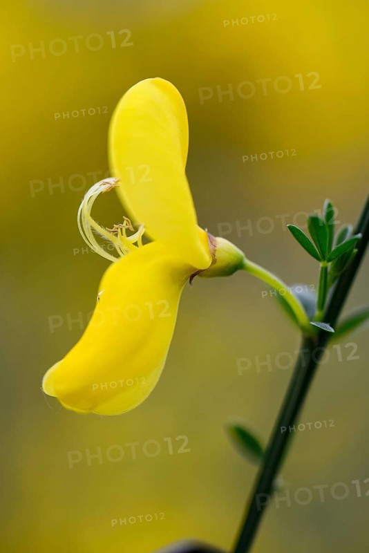 Common Broom or Scotch Broom (Cytisus scoparius)