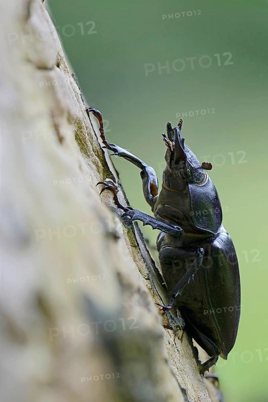 Stag Beetle (Lucanus cervus)
