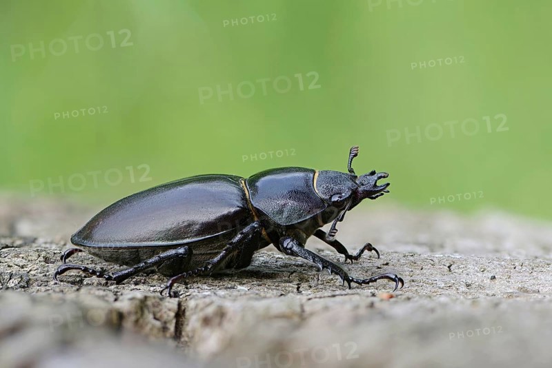 Stag Beetle (Lucanus cervus)