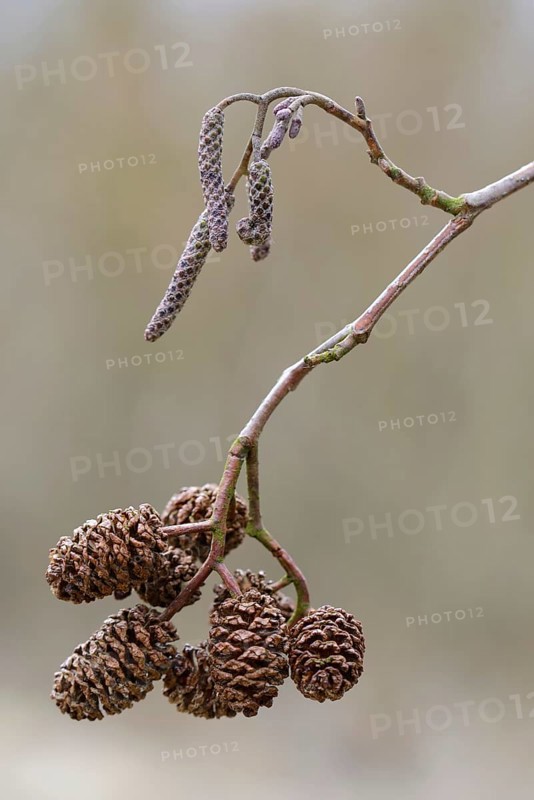 Cones of a Black Alder or European Alder (Alnus glutinosa)