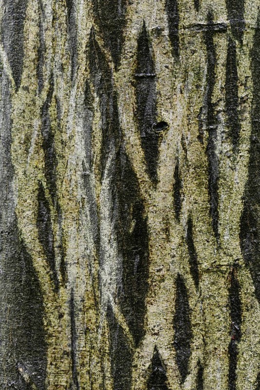 Bark of a European Hornbeam (Carpinus betulus)