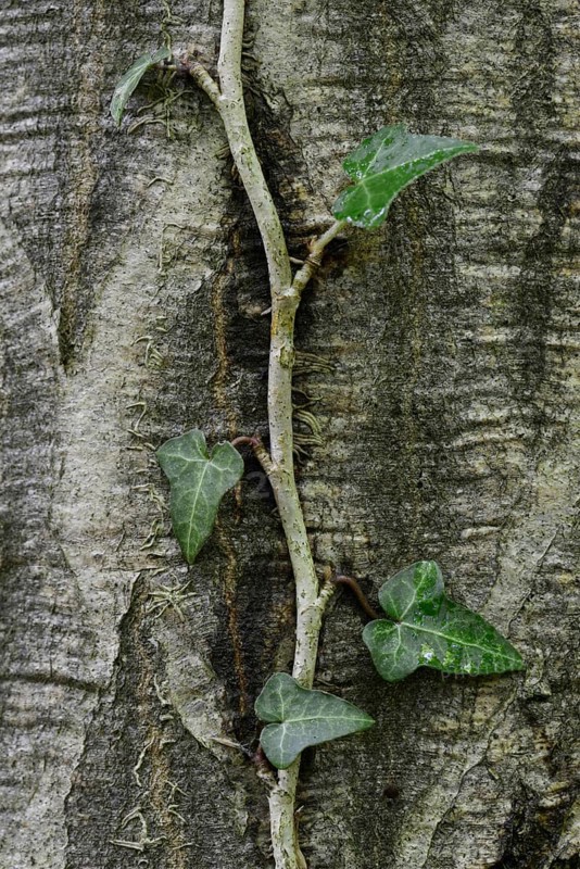 Ivy (Hedera helix) on a European Hornbeam (Carpinus betulus)