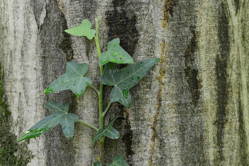 Ivy (Hedera helix) on a European Hornbeam (Carpinus betulus)