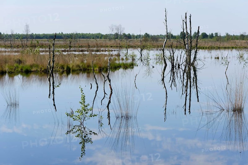 Wetland regeneration area
