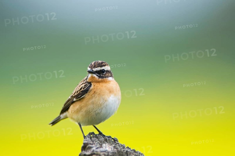 Stonechat (Saxicola torquata)