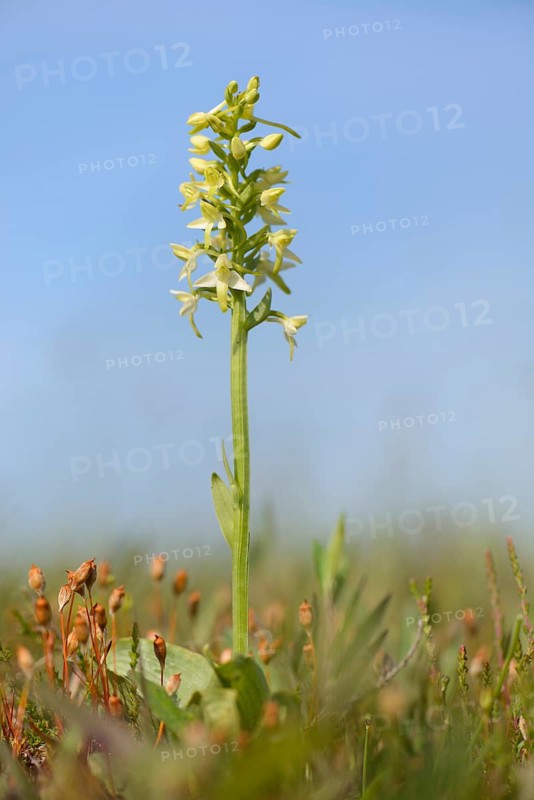 Lesser Butterfly-orchid (Platanthera bifolia)