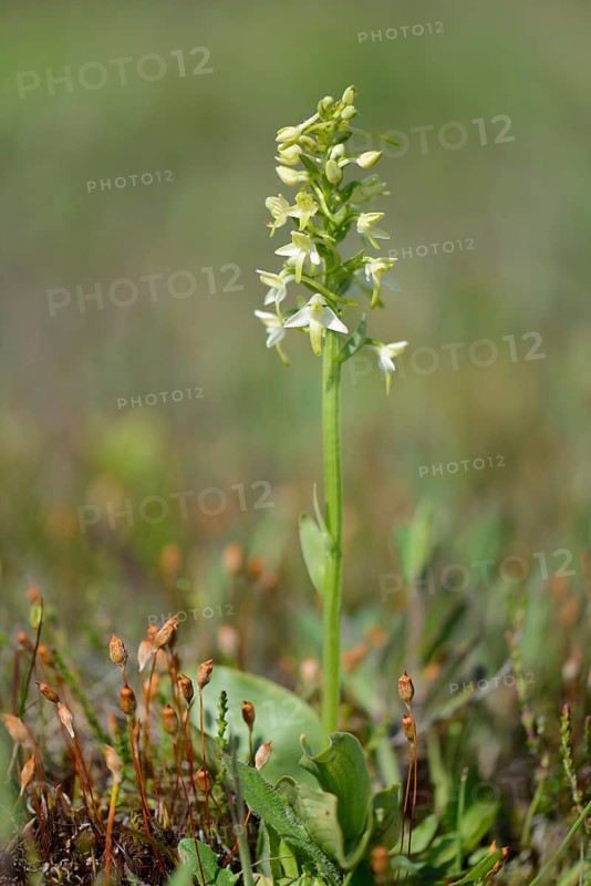 Lesser Butterfly-orchid (Platanthera bifolia)