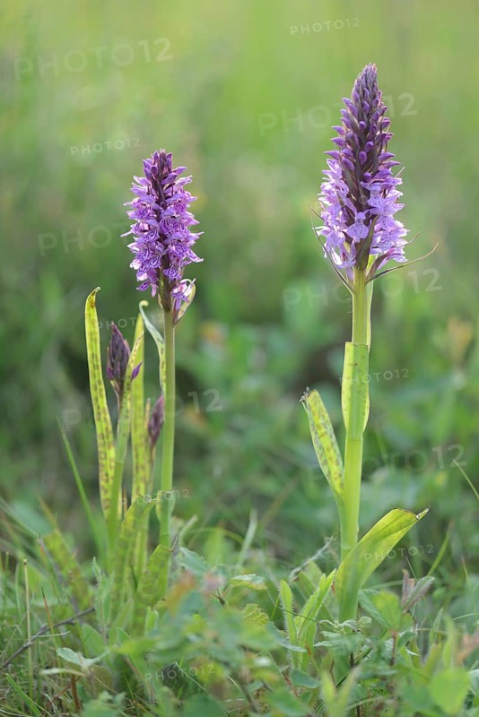 Heath Spotted Orchid or Moorland Spotted Orchid (Dactylorhiza maculata)