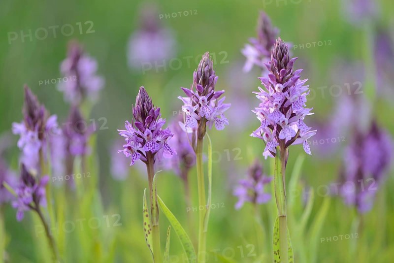 Heath Spotted Orchid or Moorland Spotted Orchid (Dactylorhiza maculata)