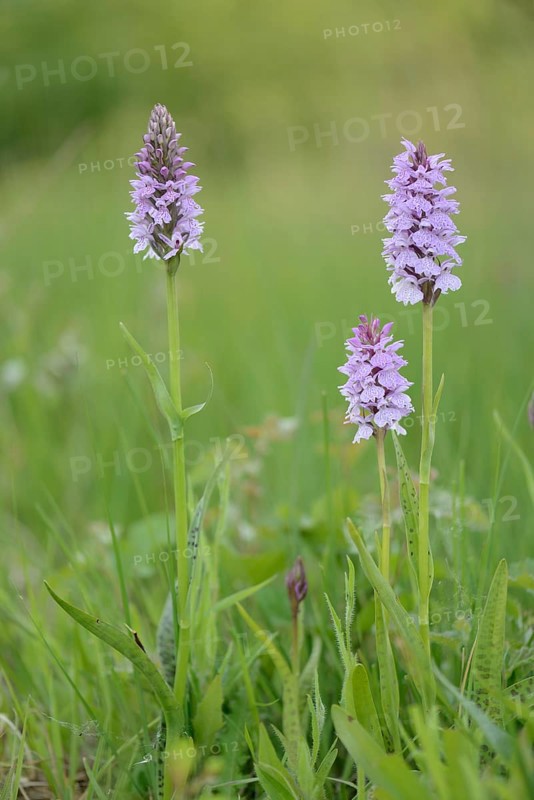 Heath Spotted Orchid or Moorland Spotted Orchid (Dactylorhiza maculata)