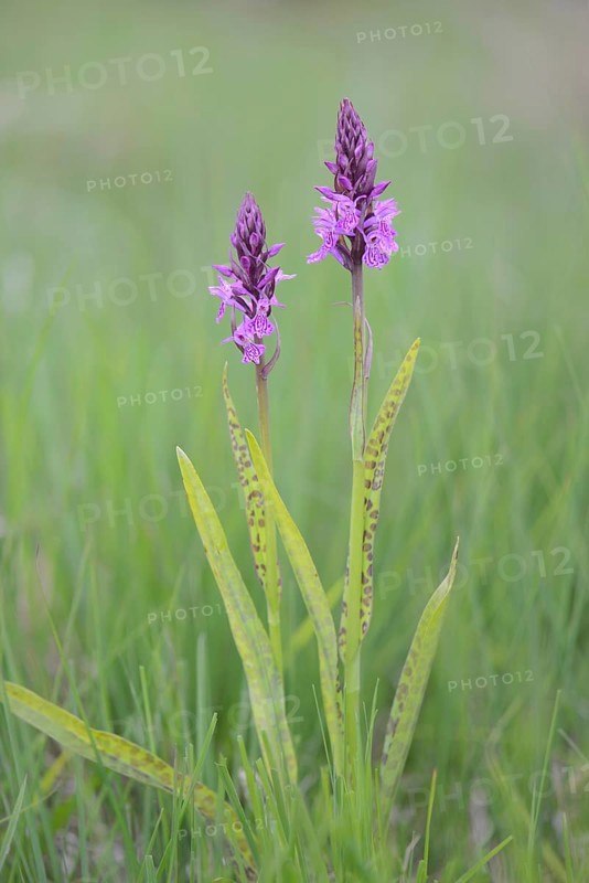 Heath Spotted Orchid or Moorland Spotted Orchid (Dactylorhiza maculata)