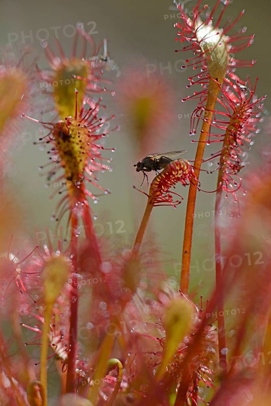 Oblong-leaved Sundew or Spoonleaf Sundew (Drosera intermedia) with a fly