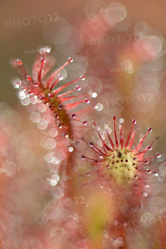 Oblong-leaved Sundew or Spoonleaf Sundew (Drosera intermedia)
