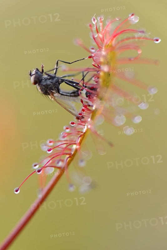 Oblong-leaved Sundew or Spoonleaf Sundew (Drosera intermedia) with a fly