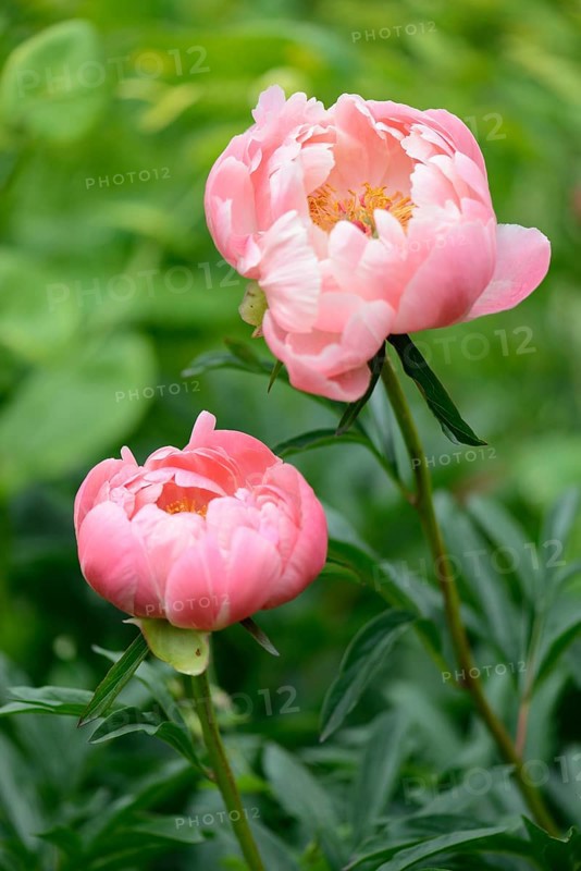 Coral Charm' Peony hybrid (Paeonia)