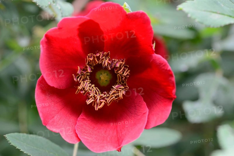 Rose species (Rosa moyesii)