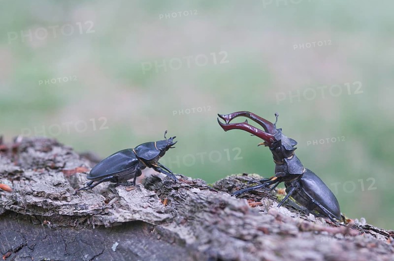 Stag Beetles (Lucanus cervus)