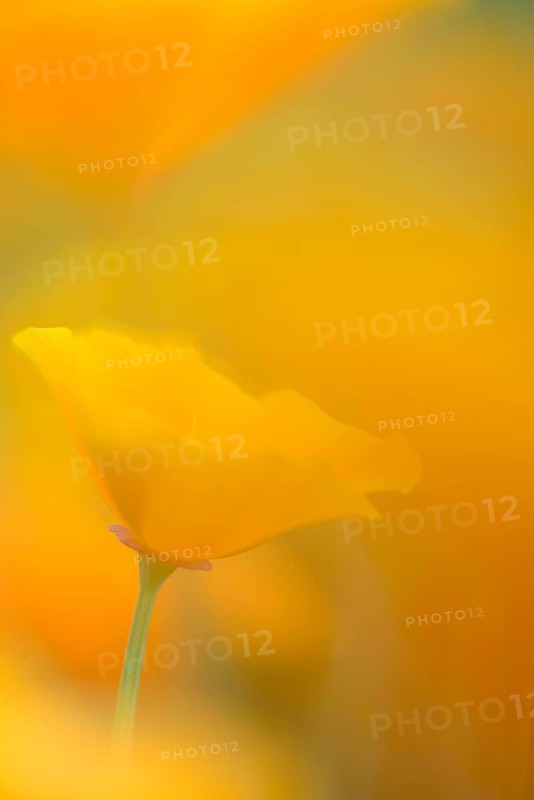 California Poppy or Golden Poppy (Escholzia californica)