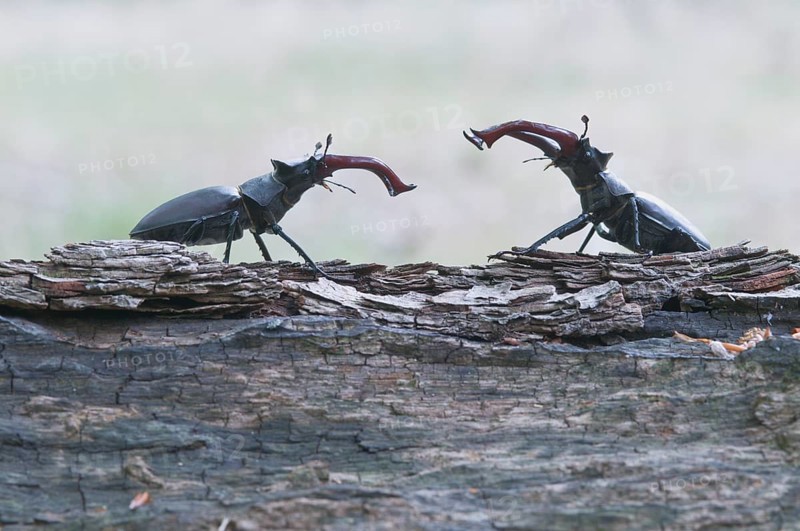 Stag Beetles (Lucanus cervus)