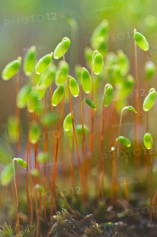 Sporangia of Bank Haircap Moss (Polytrichum formosum)