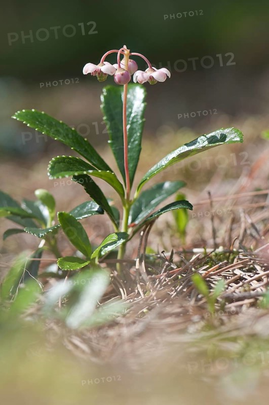 Umbellate Wintergreen