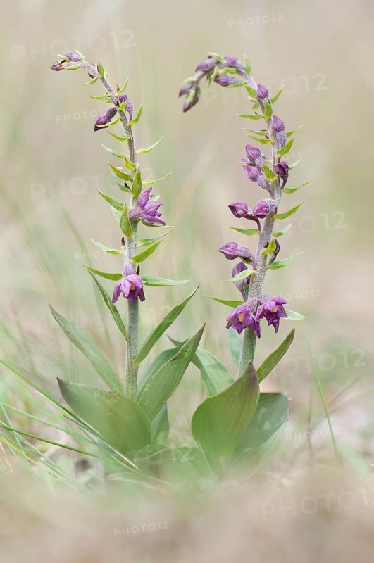 Dark Red Helleborine or Royal Helleborine (Epipactis atrorubens)