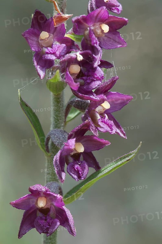 Dark Red Helleborine or Royal Helleborine (Epipactis atrorubens)