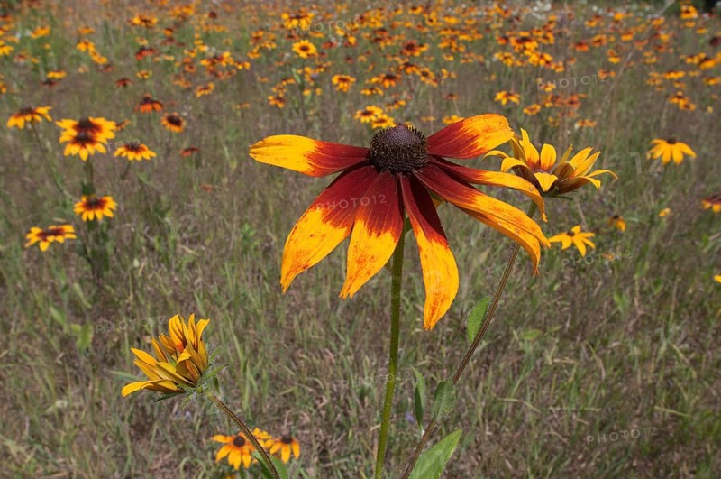 Meadow with Rudbeckias or Coneflowers (Rudbeckia hybrid)