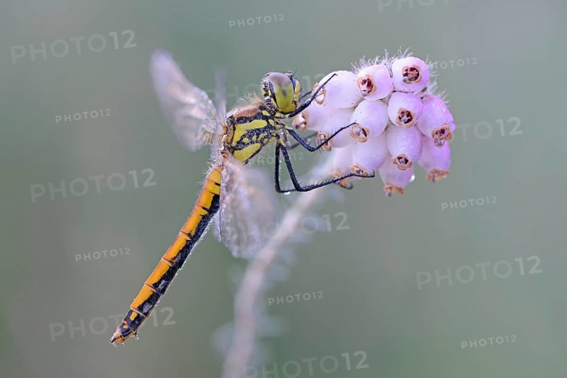Black Darter or Black Meadowhawk (Sympetrum danae)