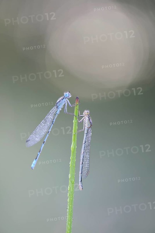 Azure Damselflies (Coenagrion puella)