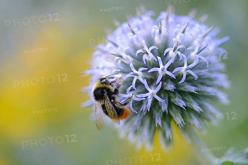Red-tailed Bumblebee (Pyrobombus lapidarius)