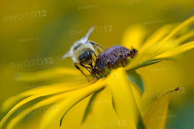 White-tailed Bumblebee (Bombus lucorum)