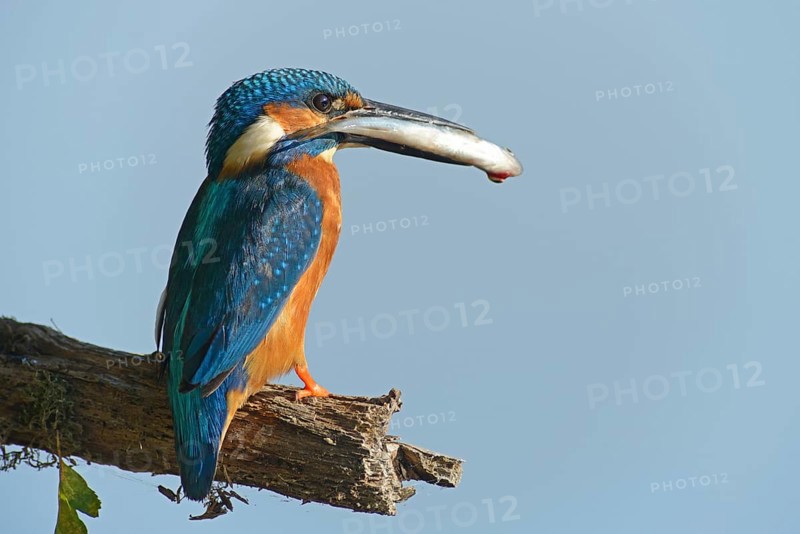 Kingfisher (Alcedo atthis)