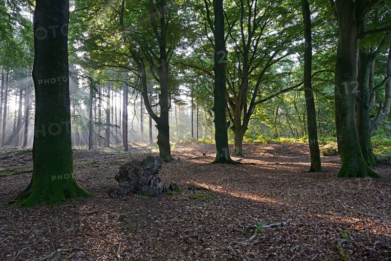 Sun rays in a forest