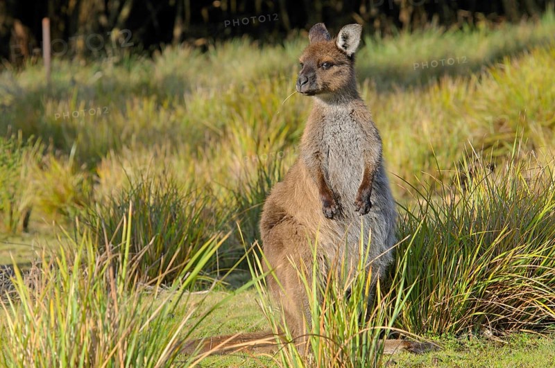 Western Grey Kangaroo or Kangaroo Island Kangaroo (Macropus fuliginosus)