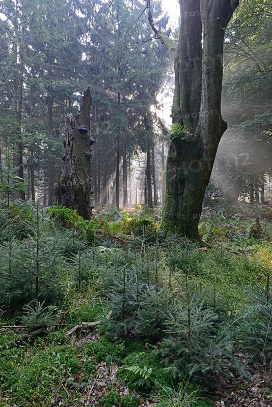 Sun rays in the forest