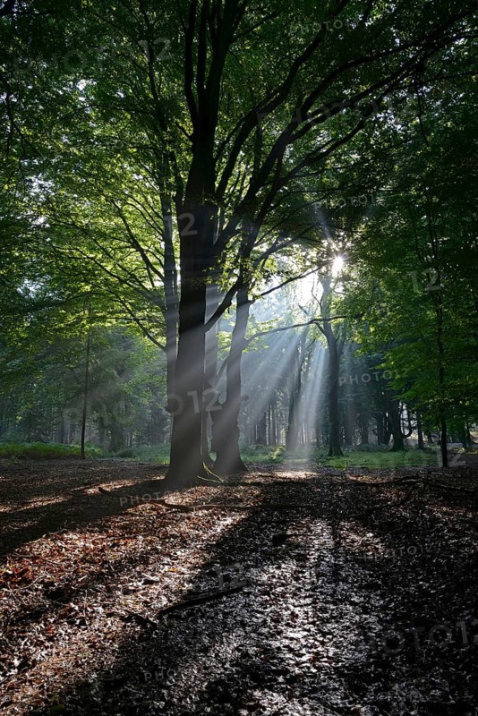 Sun rays in the forest